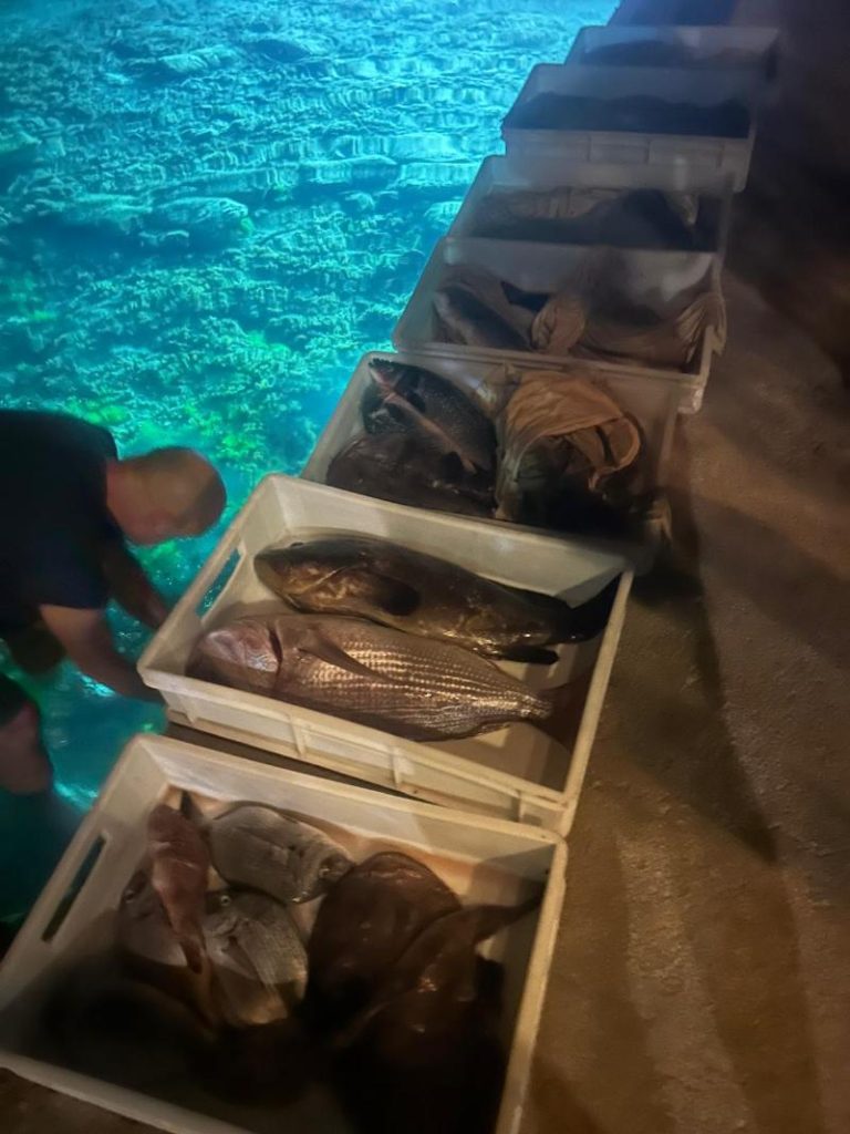 fish sailing croatia