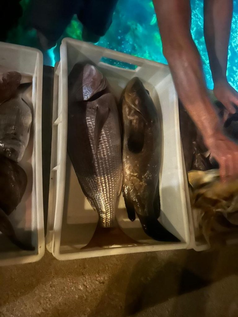 fish sailing croatia